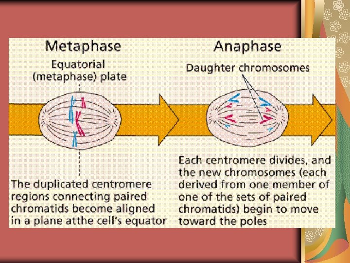 Mitosis and Cell Cycle Asexual Reproduction Organization of