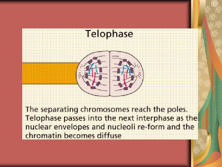 Mitosis and Cell Cycle Asexual Reproduction Organization of