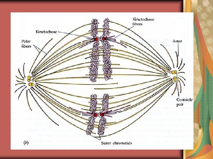 Mitosis and Cell Cycle Asexual Reproduction Organization of