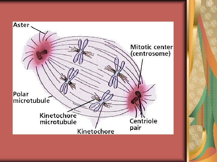 Mitosis and Cell Cycle Asexual Reproduction Organization of
