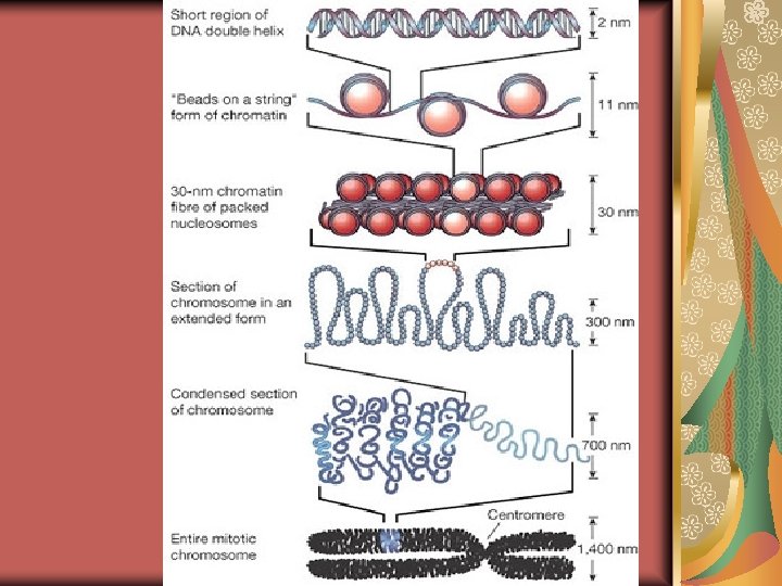Mitosis and Cell Cycle Asexual Reproduction Organization of