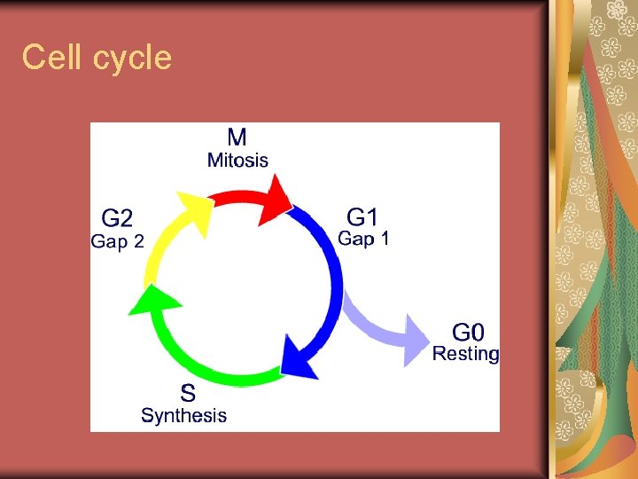 Mitosis and Cell Cycle Asexual Reproduction Organization of