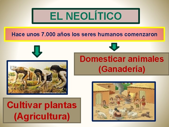 EL NEOLÍTICO Hace unos 7. 000 años los seres humanos comenzaron Domesticar animales (Ganadería)