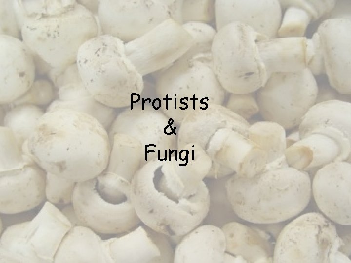 Protists & Fungi 