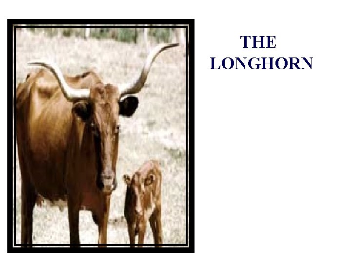 THE LONGHORN 