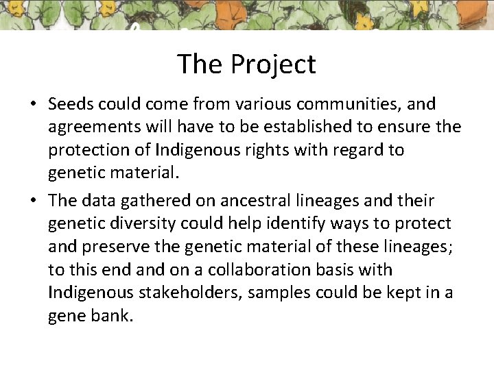 The Project • Seeds could come from various communities, and agreements will have to