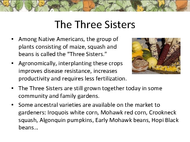 The Three Sisters • Among Native Americans, the group of plants consisting of maize,