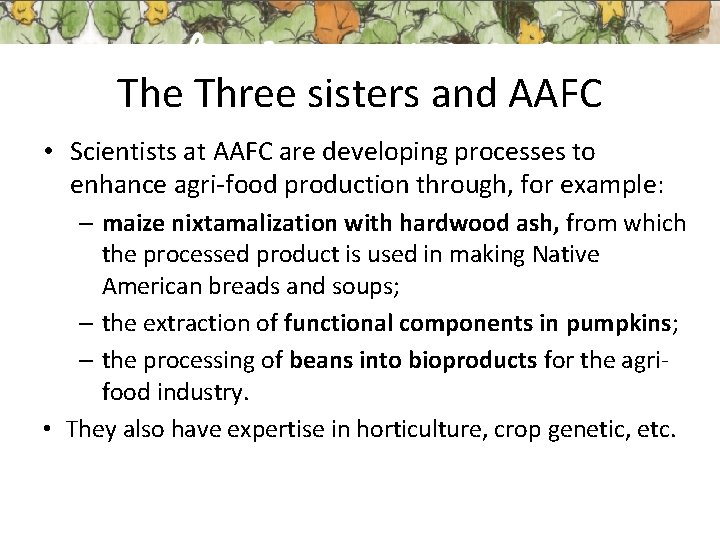 The Three sisters and AAFC • Scientists at AAFC are developing processes to enhance