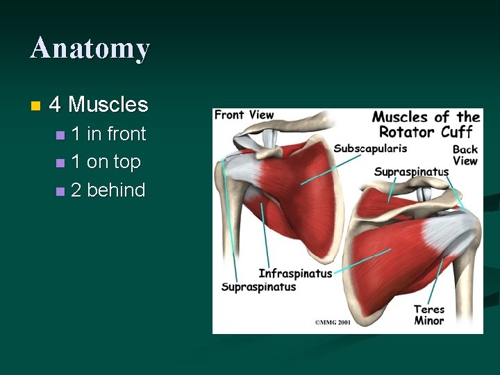 Anatomy n 4 Muscles 1 in front n 1 on top n 2 behind