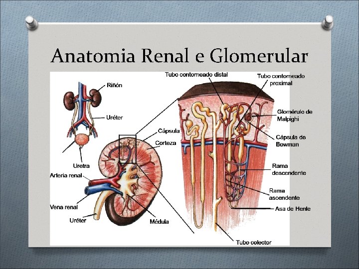 Anatomia Renal e Glomerular 