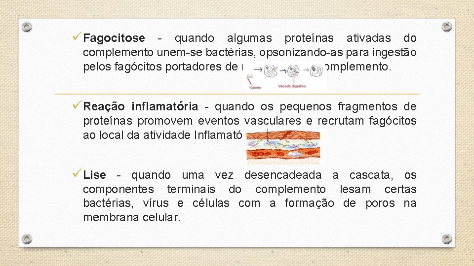 üFagocitose - quando algumas proteínas ativadas do complemento unem-se bactérias, opsonizando-as para ingestão pelos