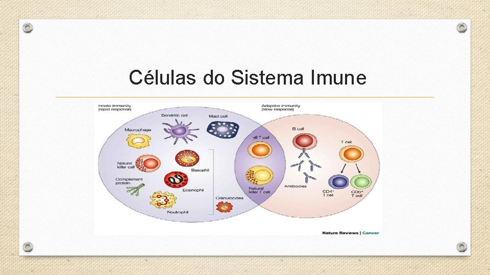 Células do Sistema Imune 