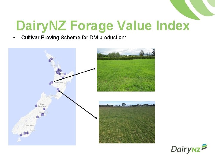 Dairy. NZ Forage Value Index • Cultivar Proving Scheme for DM production: 