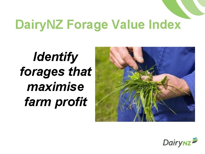Dairy. NZ Forage Value Index Identify forages that maximise farm profit 
