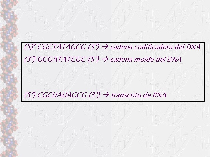 (5)’ CGCTATAGCG (3’) cadena codificadora del DNA (3’) GCGATATCGC (5’) cadena molde del DNA