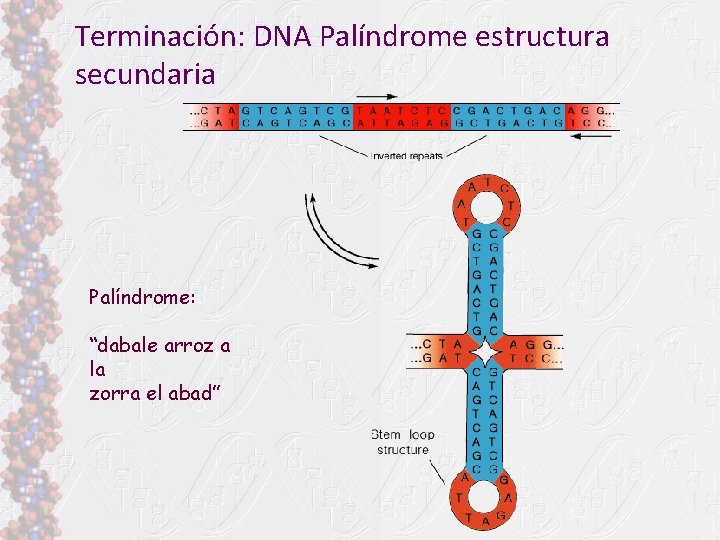 Terminación: DNA Palíndrome estructura secundaria Palíndrome: “dabale arroz a la zorra el abad” 