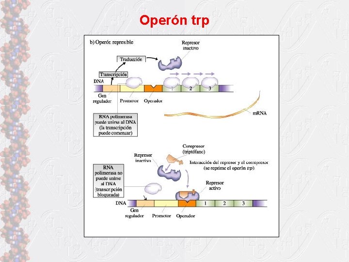 Operón trp 