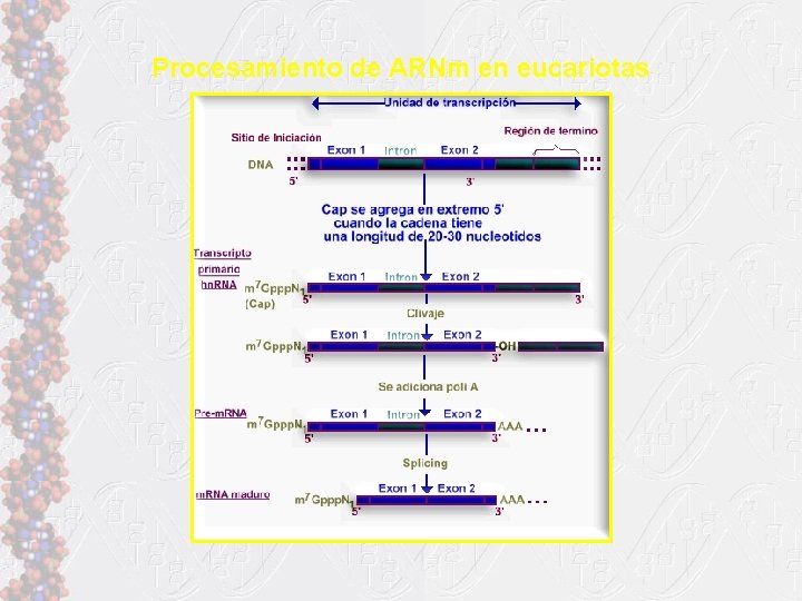 Procesamiento de ARNm en eucariotas 