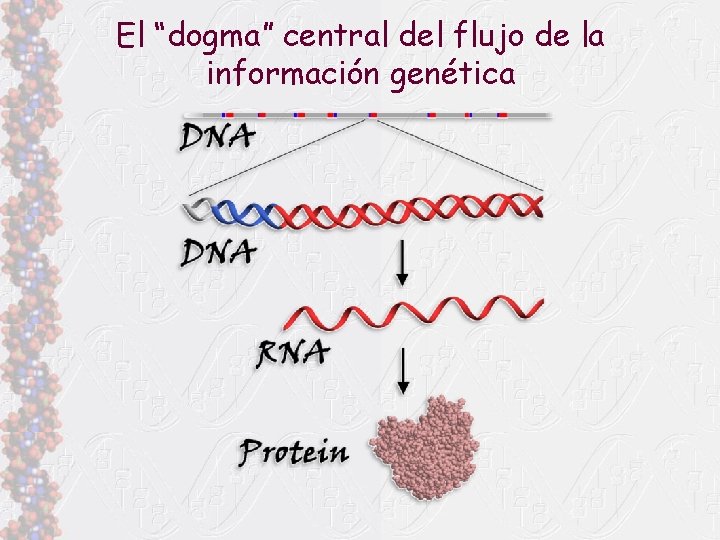 El “dogma” central del flujo de la información genética 