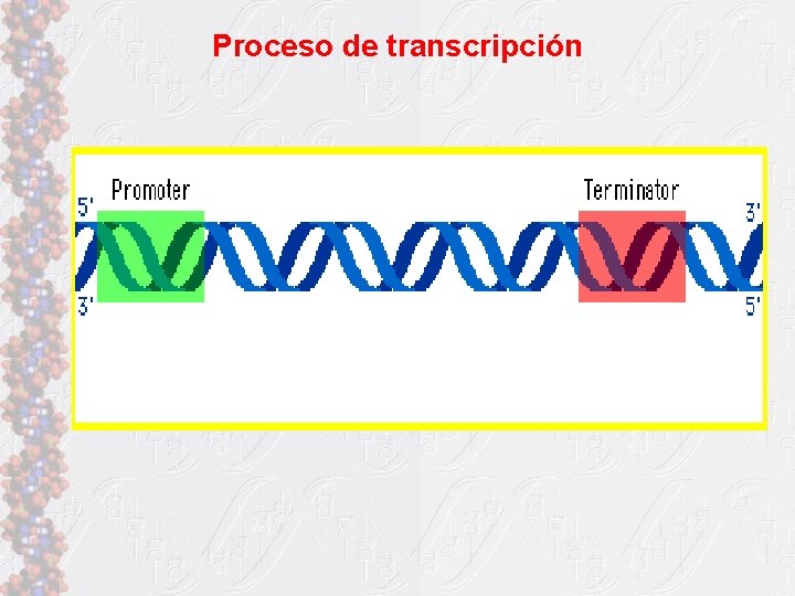 Proceso de transcripción 