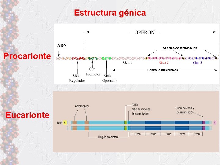 Estructura génica Procarionte Eucarionte 