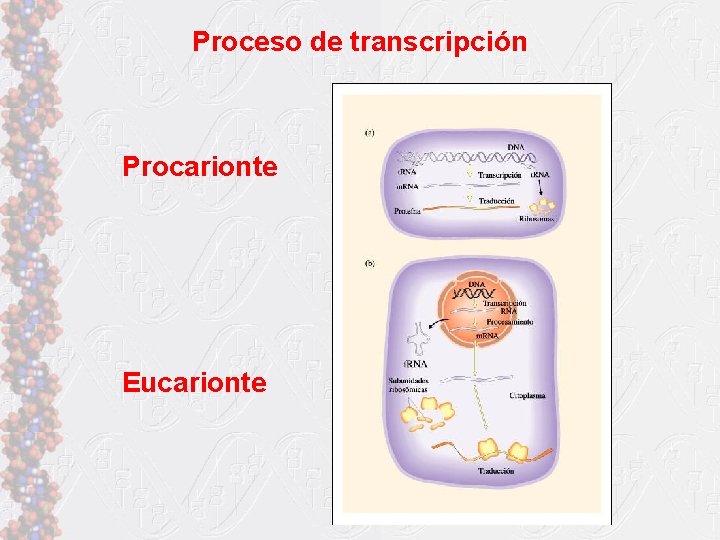 Proceso de transcripción Procarionte Eucarionte 