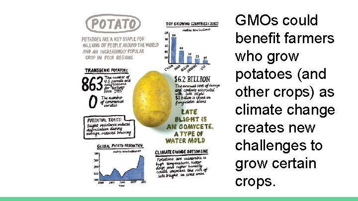 GMOs could benefit farmers who grow potatoes (and other crops) as climate change creates