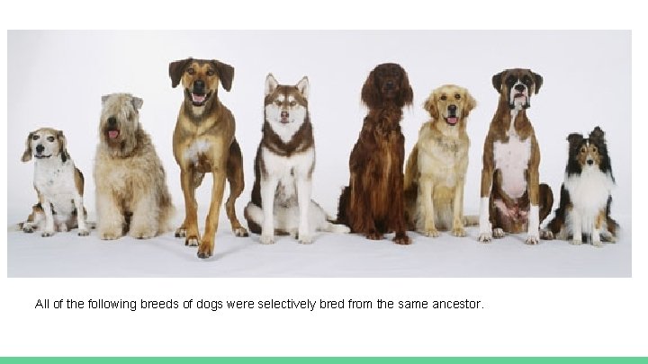 All of the following breeds of dogs were selectively bred from the same ancestor.
