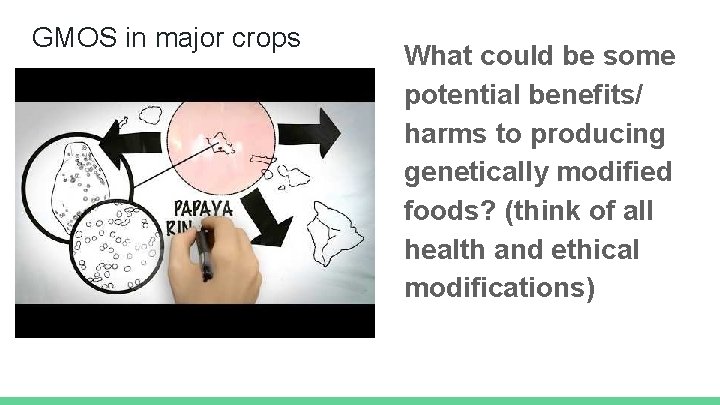 GMOS in major crops What could be some potential benefits/ harms to producing genetically
