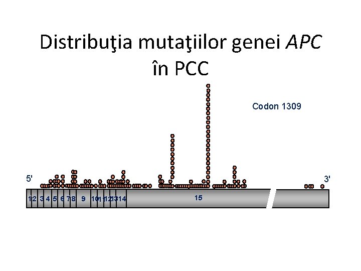 Distribuţia mutaţiilor genei APC în PCC Codon 1309 5' 1 2 3 4 5