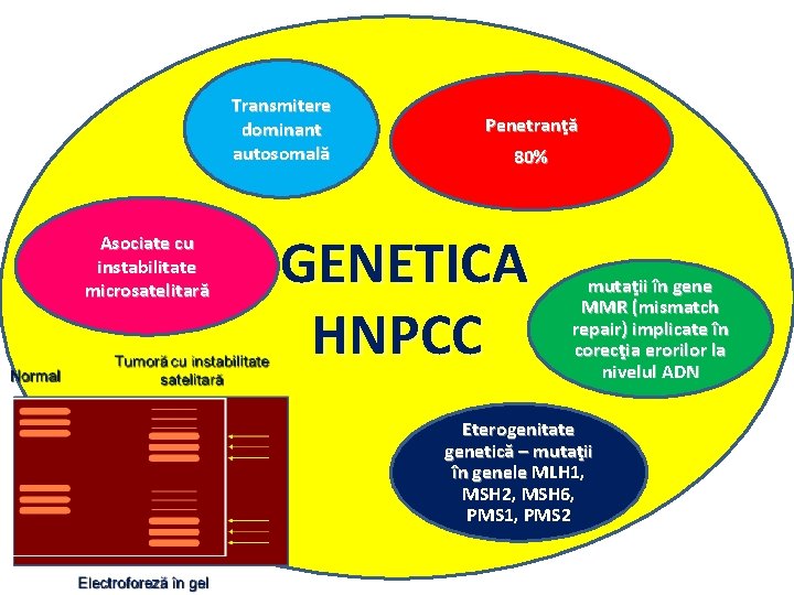 Transmitere dominant autosomală Asociate cu instabilitate microsatelitară Penetranţă 80% GENETICA HNPCC mutaţii în gene