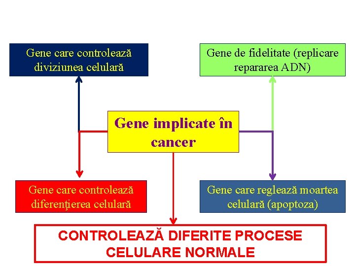 Gene care controlează diviziunea celulară Gene de fidelitate (replicare repararea ADN) Gene implicate în