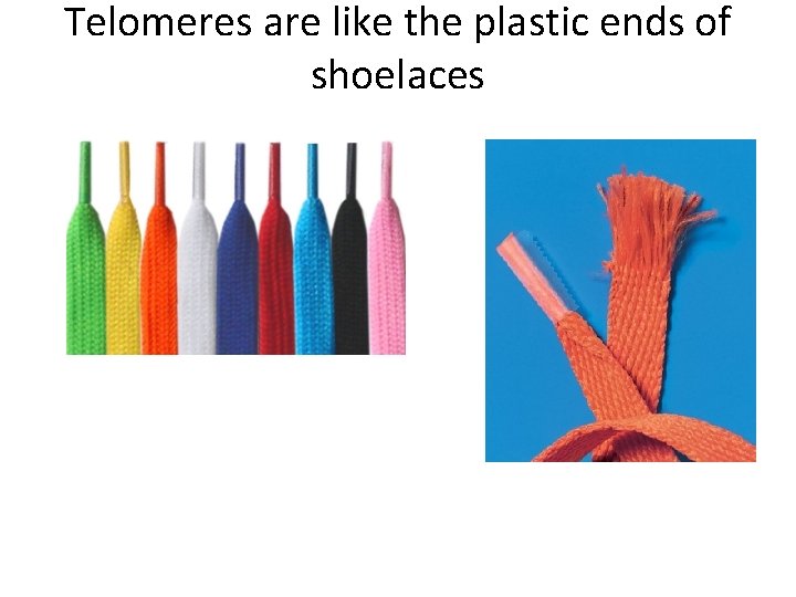 Telomeres are like the plastic ends of shoelaces 