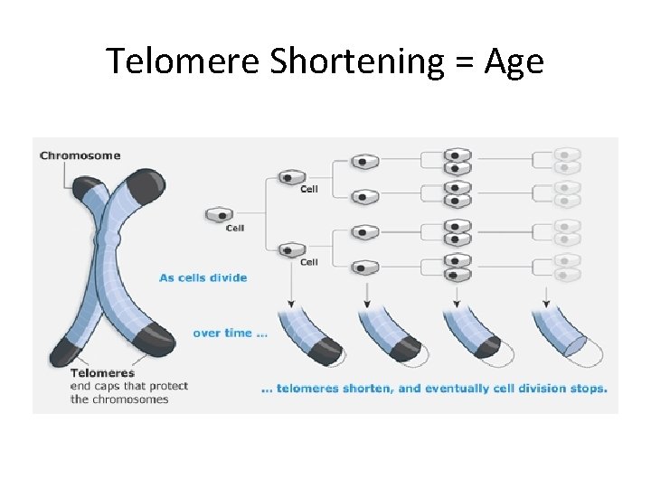 Telomere Shortening = Age 