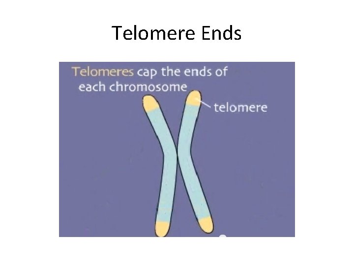 Telomere Ends 