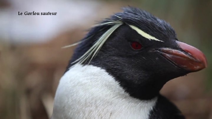 Le Gorfou sauteur 