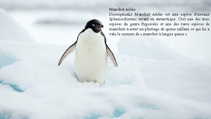 Manchot Adélie Description. Le Manchot Adélie est une espèce d'oiseaux Sphenisciformes vivant en Antarctique.