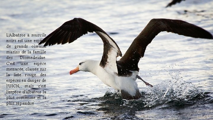 L'Albatros à sourcils noirs est une espèce de grands oiseaux marins de la famille