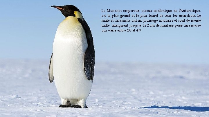 Le Manchot empereur, oiseau endémique de l'Antarctique, est le plus grand et le plus