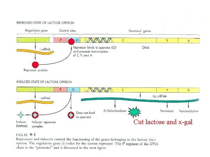 Cut lactose and x-gal 