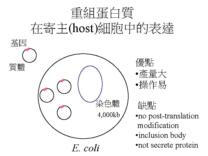 重組蛋白質 在寄主(host)細胞中的表達 基因 優點 • 產量大 • 操作易 質體 染色體 4, 000 kb E.