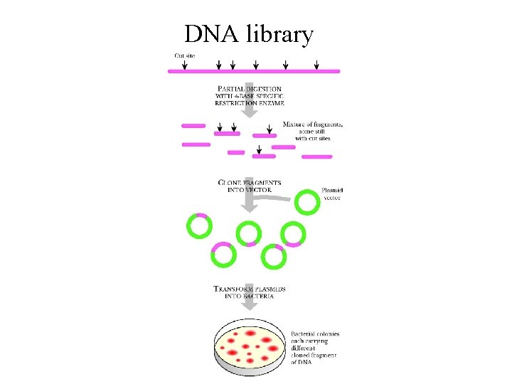 DNA library Figure 22. 23 