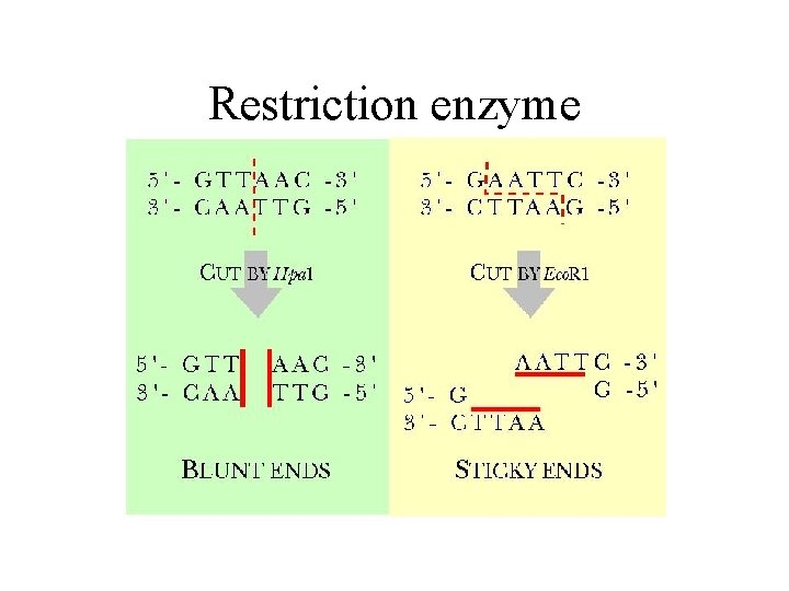 Restriction enzyme 