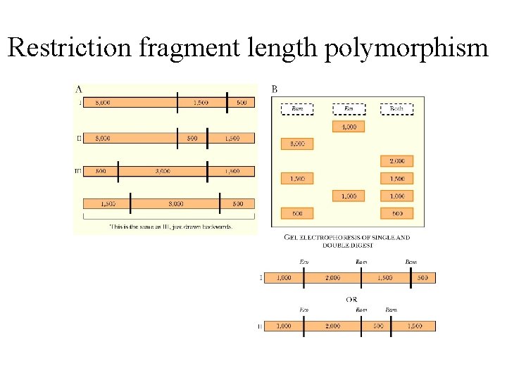 Restriction fragment length polymorphism 