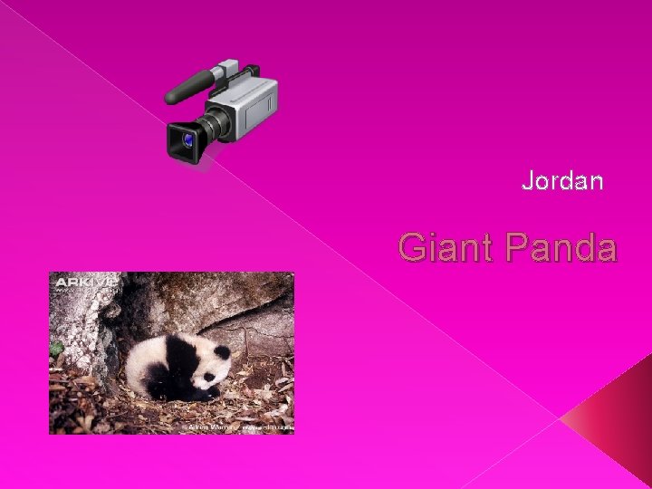 Jordan Giant Panda 