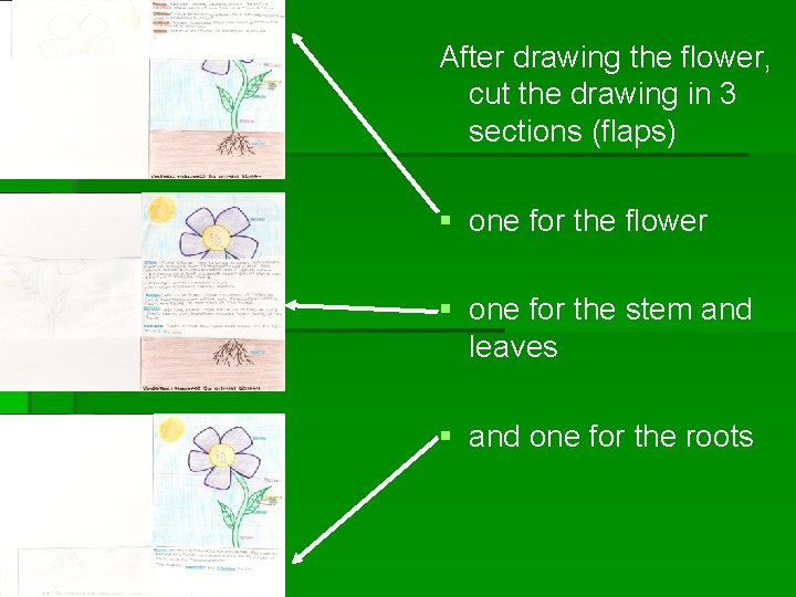 After drawing the flower, cut the drawing in 3 sections (flaps) § one for