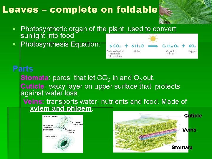 Leaves – complete on foldable § Photosynthetic organ of the plant, used to convert