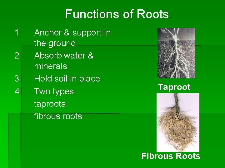 Functions of Roots 1. 2. 3. 4. Anchor & support in the ground Absorb