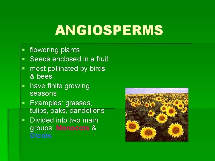 ANGIOSPERMS § flowering plants § Seeds enclosed in a fruit § most pollinated by