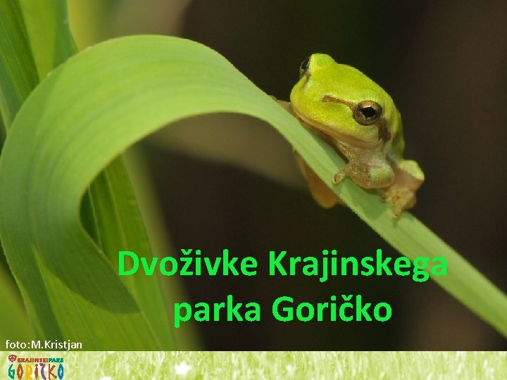 foto: M. Kristjan Dvoživke Krajinskega parka Goričko Zelena rega 